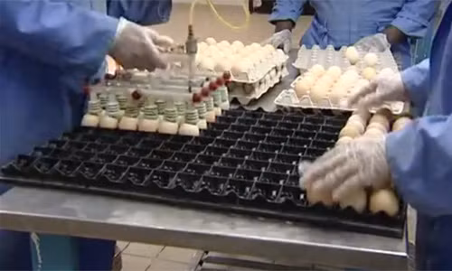 Qua những hình ảnh sau đây, công ty Arab Qatari của Ả Rập đã giới thiệu công nghệ nuôi gà thịt từ lúc ấp trứng tới khi gà được thịt để cung cấp trên thị trường.