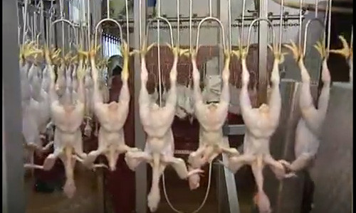 Sau khi được làm sạch lông, gà được đưa đến công đoạn khác.