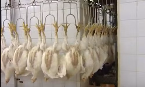 Gà được treo lên những chiếc móc để đưa vào dây chuyền làm thịt tại nhà máy.