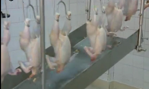 Rồi đến cắt chân và chuyển sang dây chuyền khác.