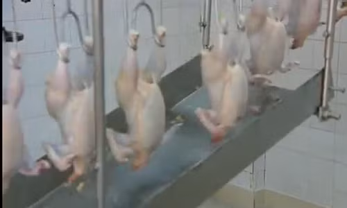 Rồi đến cắt chân và chuyển sang dây chuyền khác.