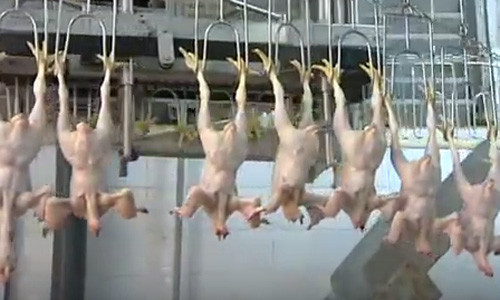 Tiếp đó, gà bị cắt cổ.