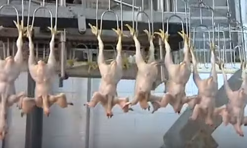 Tiếp đó, gà bị cắt cổ.