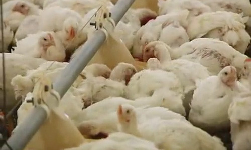 Chúng được cho ăn và vỗ béo tới một trọng lượng nhất định.