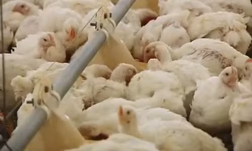 Chúng được cho ăn và vỗ béo tới một trọng lượng nhất định.