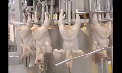 Rồi những con gà lại theo dây chuyền đi qua bồn nước rửa sạch.