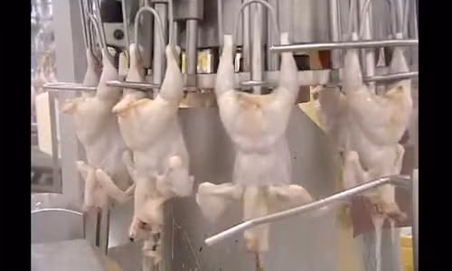 Rồi những con gà lại theo dây chuyền đi qua bồn nước rửa sạch.