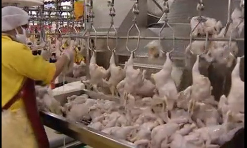 Cuối cùng, khi gà được làm thịt sạch sẽ, chúng sẽ được đóng gói và dán tem để phân phối ra thị trường.