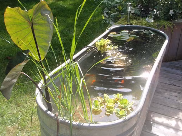 Thiết kế bể cá cảnh từ chiếc bồn tắm cũ.