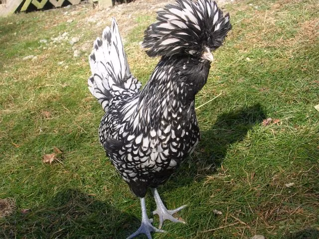 Tại Mỹ có hơn 200 câu lạc bộ chuyên nuôi gà "đầu xù" và thường xuyên tham dự những cuộc thi gà đẹp hàng năm tại bang Texas. Người Mỹ từng sử dụng kỹ thuật ghép gene để tạo những con gà Ba Lan ngũ sắc hay có mào rất dài hoặc có bộ lông vàng óng.