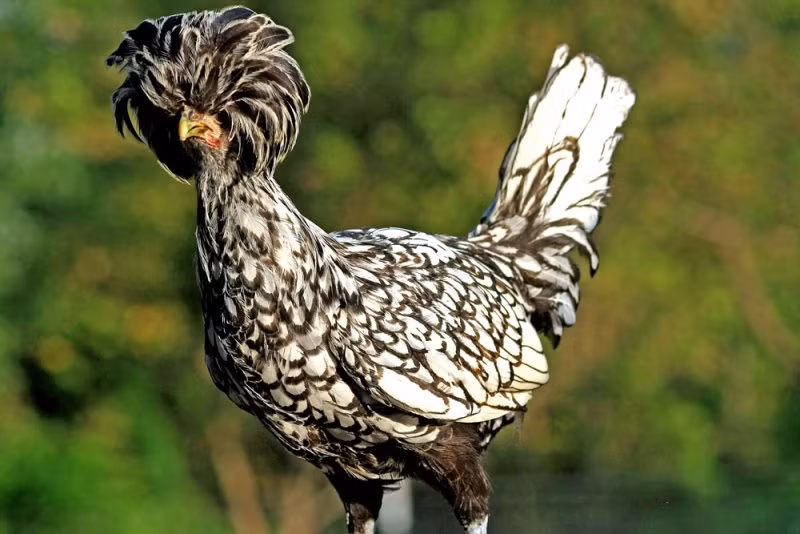 Gà Ba Lan là một trong những giống gà cảnh được sưu tầm và ưa chuộng nhất hiện nay trên thế giới.