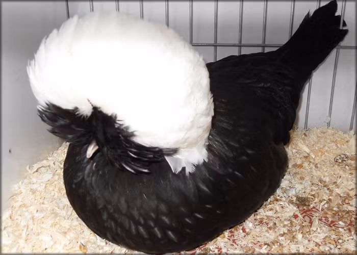 Gà Ba Lan sau khi nhân giống có nhiều màu sắc nhưng điểm nổi bật và giá trị vẫn chính là chùm lông trên đầu. Điều này giúp gà Ba Lan không thể lẫn với các loại gia cầm khác.