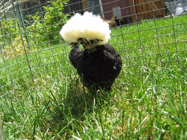 Năm 1999, khi kỹ thuật lai tạo gia cầm tiến một bước xa, giống gà Ba Lan lông xanh ra đời, đẩy số câu lạc bộ gà này lên rất cao.