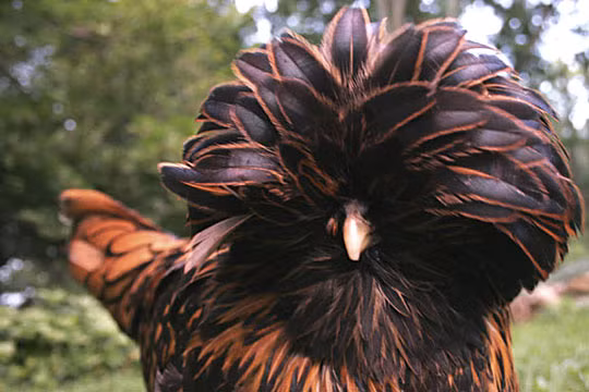 Chiếc mào xòe ra như vương miện của một chú gà Ba Lan.