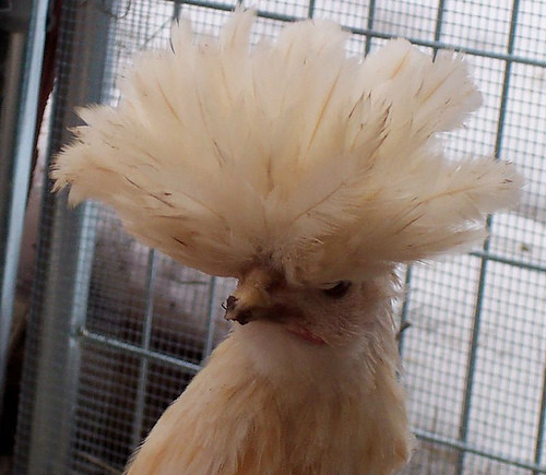 Gà vàng Ba Lan nổi bật với một cái mào bằng lông phồng lên như một chiếc vương miện nhưng đôi khi lại gây rắc rối cho khổ chủ bởi che khuất tầm nhìn.