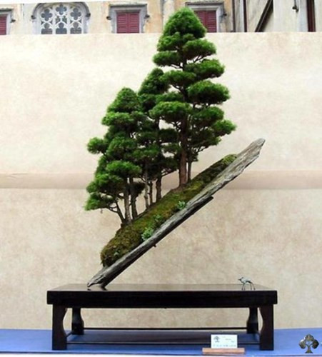 Chậu tùng bonsai này được lấy cảm hứng từ những sườn núi Nhật Bản do nghệ nhân Peter Ebensperger thực hiện.