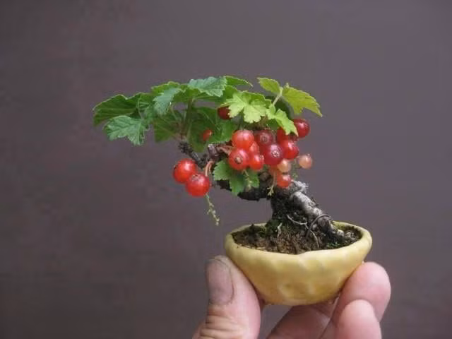 Chậu cảnh bonsai nho đỏ mini độc đáo.