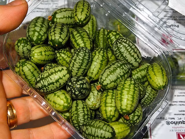 Tuy nhiên giá của loại quả này không hề rẻ chút nào, dao động từ 1,3 triệu đồng/kg đến 1,5 triệu đồng/kg.