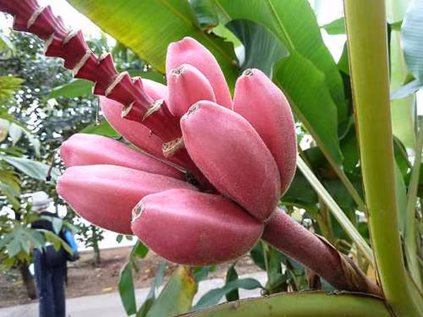 Quả chuối tím có vỏ cứng hơn chuối thường một chút nhưng hương vị khá ngon và được nhiều bà nội trợ yêu thích.