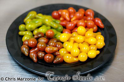 Quả cà chua lê có nhiều màu như màu vàng, màu cam, đỏ tía hoặc đỏ tươi. Tuy nhiên, cà chua lê vàng vẫn là phổ biến nhất.