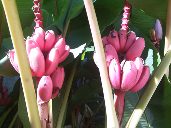 Cây chuối tím hồng độc lạ với giá 100.000 - 120.000 đồng/cây, mỗi nải chuối giá 500.000 - 650.000 đồng cũng từng gây sốt trên thị trường Việt.