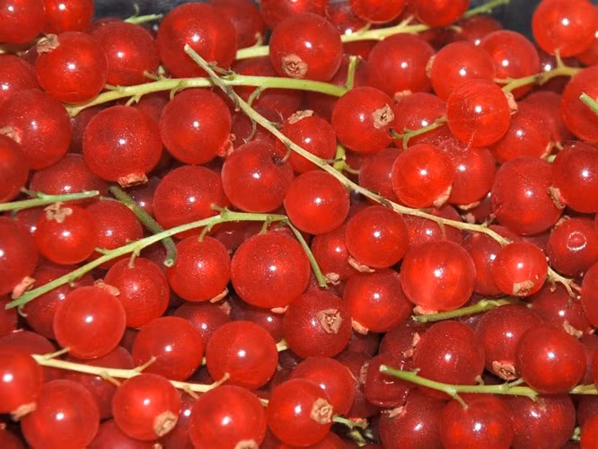 Giống Red currant được xem là một cây trồng có năng suất cao và dễ canh tác. Năng suất của nó thậm chí còn cao hơn so với sản lượng của nho đen.