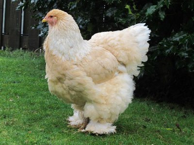 Gà Brahma là một giống gà lớn với một vóc dáng thẳng đứng oai vệ và một cái đầu to. Chân gà mạnh mẽ với bộ lông dày và mềm mại phủ xuống tận ngón chân.