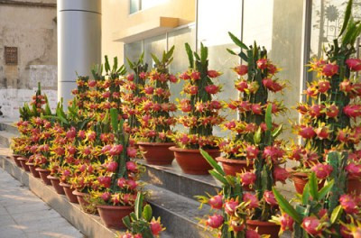 Với lợi thế là sắc đỏ mọng đẹp, thanh long được các nhà vườn chọn để tạo dáng thành chậu cảnh đẹp chưng trong những ngày Tết.