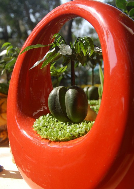 Cây tài lộc và cỏ may mắn được trồng trong chậu xinh xắn.