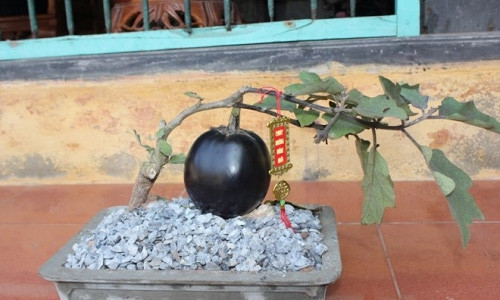 Cây cà tím cũng trở thành một giống cây cảnh dáng độc để chưng Tết.