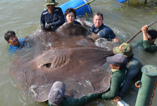 Cá đuối là động vật thân mềm dưới đáy biển trong các khu vực địa lý khác nhau. Nhiều loài cá đuối sống trong vùng nước ven bờ, một vài loài xuất hiện ở độ sâu từ 3.000m trở lên.