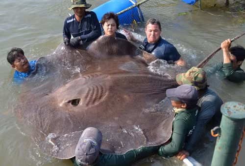 Cá đuối là động vật thân mềm dưới đáy biển trong các khu vực địa lý khác nhau. Nhiều loài cá đuối sống trong vùng nước ven bờ, một vài loài xuất hiện ở độ sâu từ 3.000m trở lên.