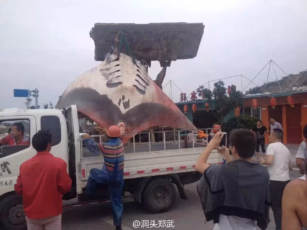 Loài cá đuối điện (cá quỷ) xuất hiện khoảng 100 triệu năm trước và thường di cư từ khu vực biển Đông vào vùng biển thuộc Phúc Kiến, Chiết Giang, Trung Quốc.