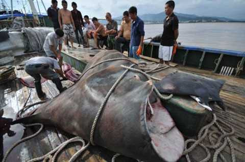 Đây không phải là lần đầu tiên ngư dân tại đây bắt được loài cá quỷ khổng lồ này. Hồi tháng 9, ngư dân ở Phúc Kiến cũng vừa bắt được con cá đuối nặng hơn một tấn.