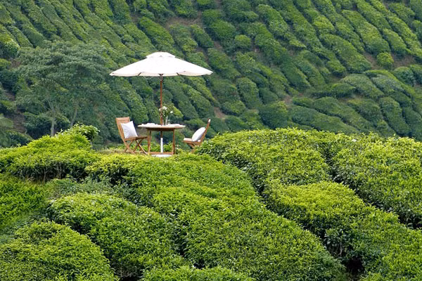 2. Cameron Highlands resort, cao nguyên Cameron: Cameron Highlands resort vẫn giữ lại nhiều nét thiết kế cổ điển của thời thuộc địa, từ cửa sổ chớp trắng cho đến những bức áp phích trong mỗi căn phòng và biệt thự hạng sang. Bạn sẽ thích thú khi thưởng thức một bữa ăn ngoài trời lãng mạn, ngâm mình trong những bồn tắm ướp trà hay thăm quan các vườn dâu, vườn chè khi đến cao nguyên này. Giá phòng là 141 USD/đêm.