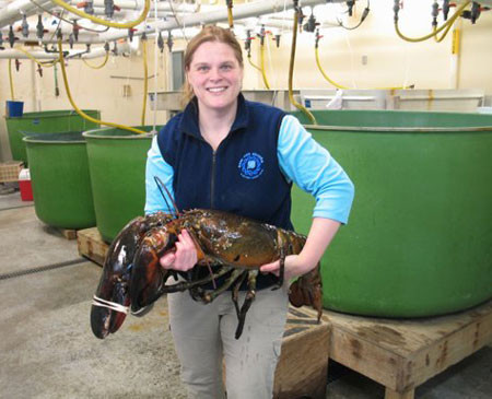 Con tôm khủng sở hữu những chiếc càng đủ cứng để làm gãy cánh tay của một người đàn ông.