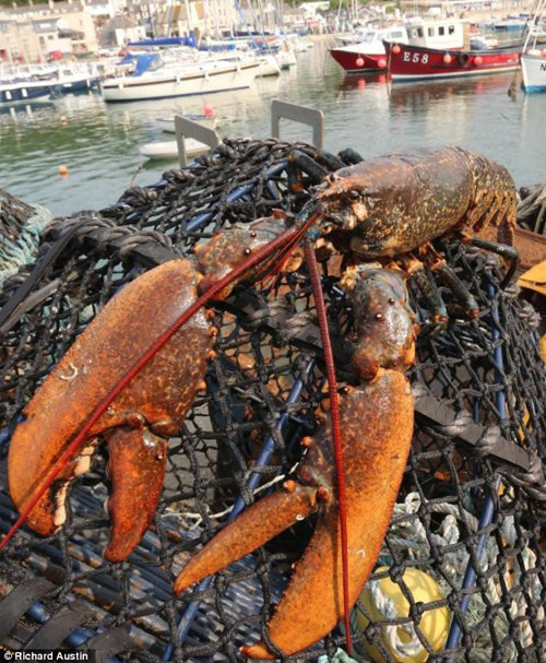 Con tôm hùm khổng lồ khác dài 75 cm do ngư dân Max Gollop bắt ở vùng biển gần Lyme Regis, Dorset, Anh. Dựa vào kinh nghiệm nhiều năm đi biển, và kích cỡ khổng lồ của con tôm, Gollop tin rằng con vật mà anh bắt được đã ngoài 60 tuổi.