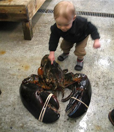 Chú tôm hùm khổng lồ với chiều dài 1m, trọng lượng 12kg đã được đánh bắt tại bang Maine, Mỹ.