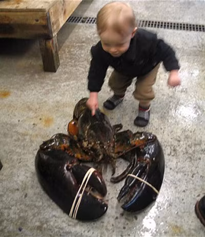 Chú tôm hùm khổng lồ với chiều dài 1m, trọng lượng 12kg đã được đánh bắt tại bang Maine, Mỹ.