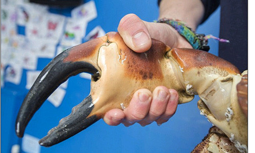 Khi săn mồi, con cua sẽ sử dụng sức mạnh đôi càng để giết và xé xác con mồi, nó có thể nghiền nát cổ tay của một người trưởng thành.