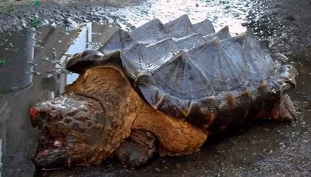 Một con rùa hiếm thấy trông giống như bước ra từ thời tiền sử bất ngờ xuất hiện trên bãi biển ở Siberia. Rùa cá sấu là loài rùa nước ngọt lớn nhất thế giới, sống ở Mỹ và Canada. Chúng có đầu to và nặng, mai dày và dài khiến người ta gợi nhớ tới một số loài khủng long.