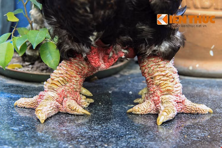 Một con gà Đông Tảo thuần chủng với cặp chân "khủng" được bán với giá hơn 20 triệu đồng.