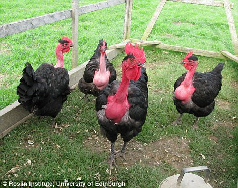 Trang trại gà cổ rắn hay còn gọi là gà cổ trần Transylvania, có nguồn gốc từ Hungary. Giống gà này thường bị nhầm với gà tây bởi ngoại hình gần tương tự.