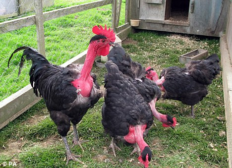 Nhờ có chiếc cổ dài không lông nên giống gà Transylvania đang được rất nhiều người ưa chuộng, săn lùng mua về nuôi.