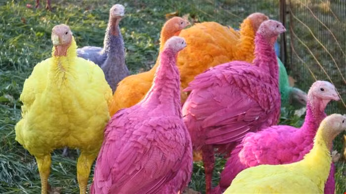 Mỗi mùa Giáng Sinh, trang trại gà tây Gozzi ở Guilford, bang Connecticut (Mỹ) bán ra tới 15.000 con/năm và thu hút đông đảo khách tham quan gà tây 7 màu.