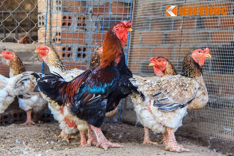 Đã thành thông lệ hàng năm, giống gà Đông Tảo giá bạc triệu (hay còn gọi là gà Đông Cảo) quý hiếm lại được săn lùng cho dịp Tết. Nhờ đó mà các trang trại gà Đông Tảo thu lời không nhỏ.