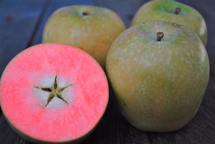 Giống táo lõi hồng đặc biệt được nhiều nhà vườn ở Mỹ trồng bởi nó cho giá trị kinh tế cao.