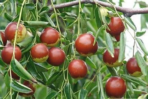 Giống táo dại này khá được người tiêu dùng ưa chuộng bởi vị ngọt dịu và ăn giòn.