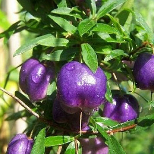 Táo tím được biết đến với cái tên khoa học là Billardiera longiflora, vốn là một giống cây dạng dây leo.