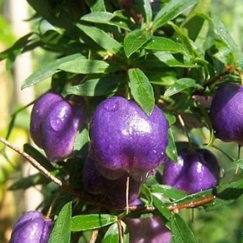 Táo tím được biết đến với cái tên khoa học là Billardiera longiflora, vốn là một giống cây dạng dây leo.